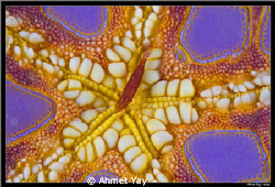 Shrimp or Sea star... by Ahmet Yay 
